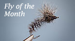 Fly of the Month]